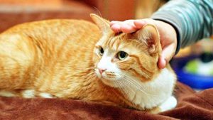 অবলা প্রাণীর নীরব আর্তনাদ ও আমাদের দায়িত্ব