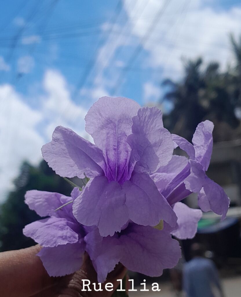 অবহেলার ‘বনফুল’ যখন বিদেশের মূল্যবান ঔষধ: রুয়েলিয়ার অজানা গল্প