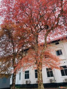 বৃষ্টি থেকে পাপড়ি পর্যন্ত তুমি