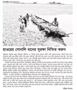 কিশোরগঞ্জের হাওরের সোনালী ধানের সুরক্ষা নিশ্চিত করুন।